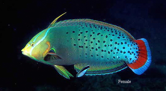  Coris formosa (Queen Coris Wrasse)